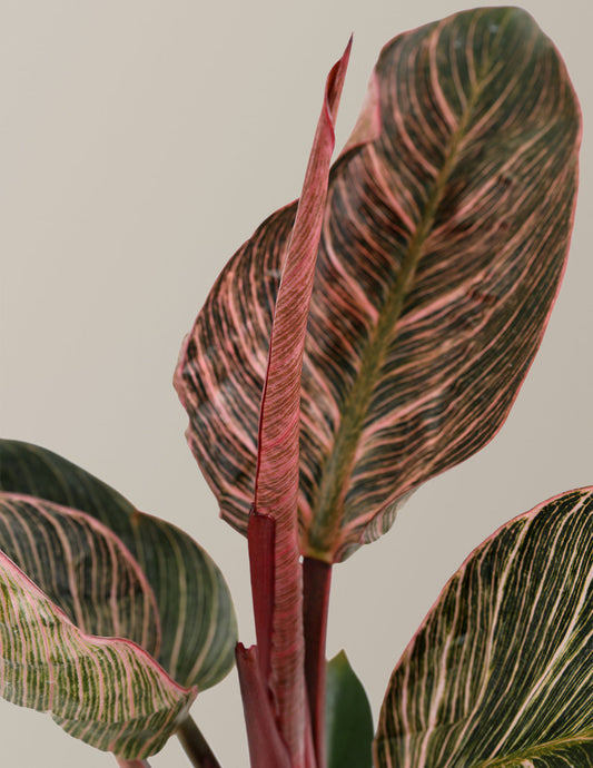 Ficus Burgundy Rubber Tree
