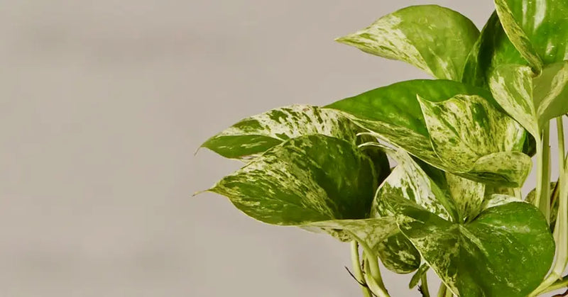 Happy Birthday Pothos Marble Queen