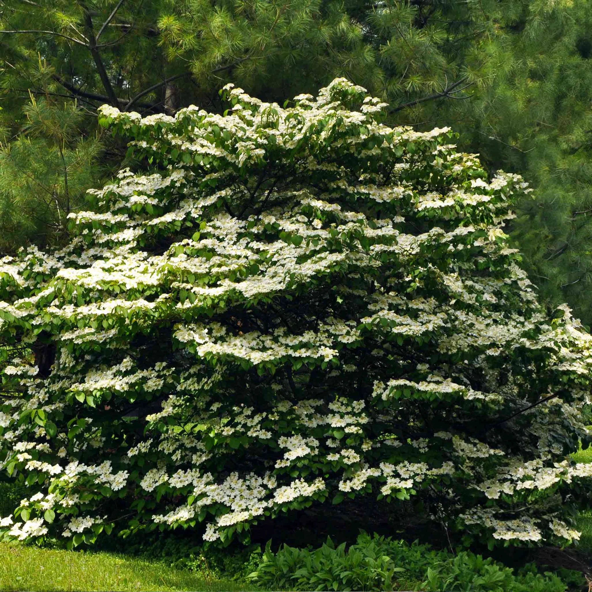 Cherokee Princess Dogwood Tree