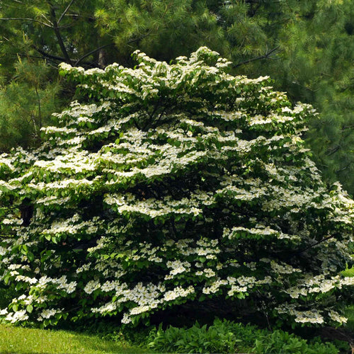 Cherokee Princess Dogwood Tree