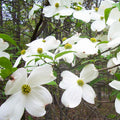 Cherokee Princess Dogwood Tree
