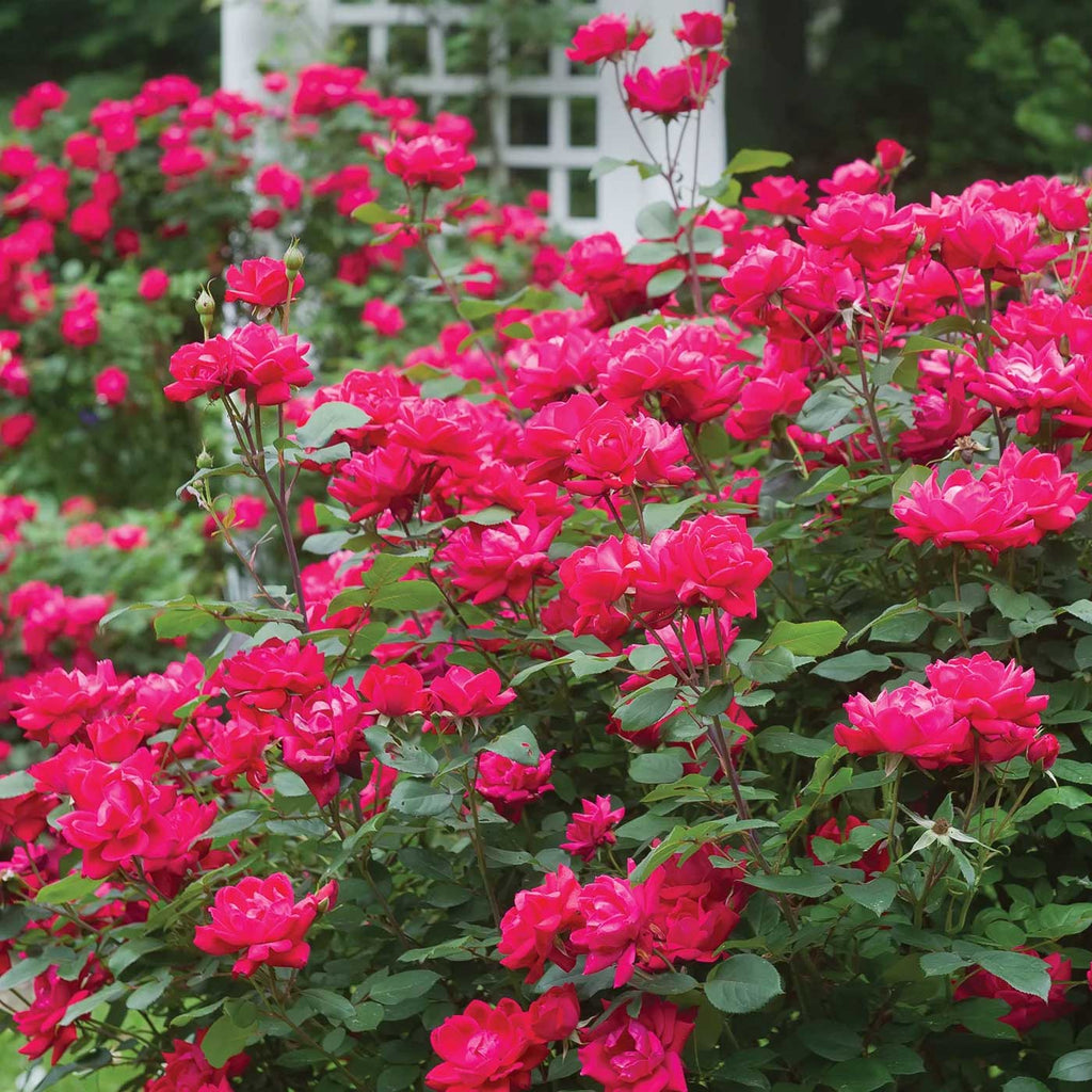 Double Knock Out  Rose