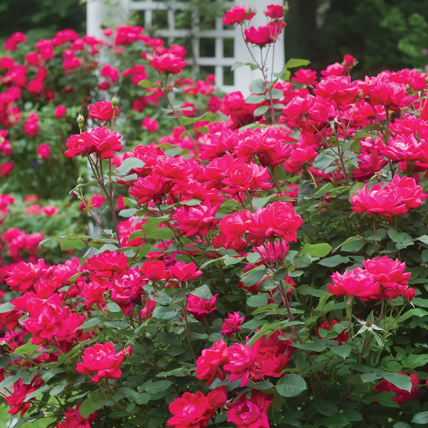 Double Knock Out  Rose