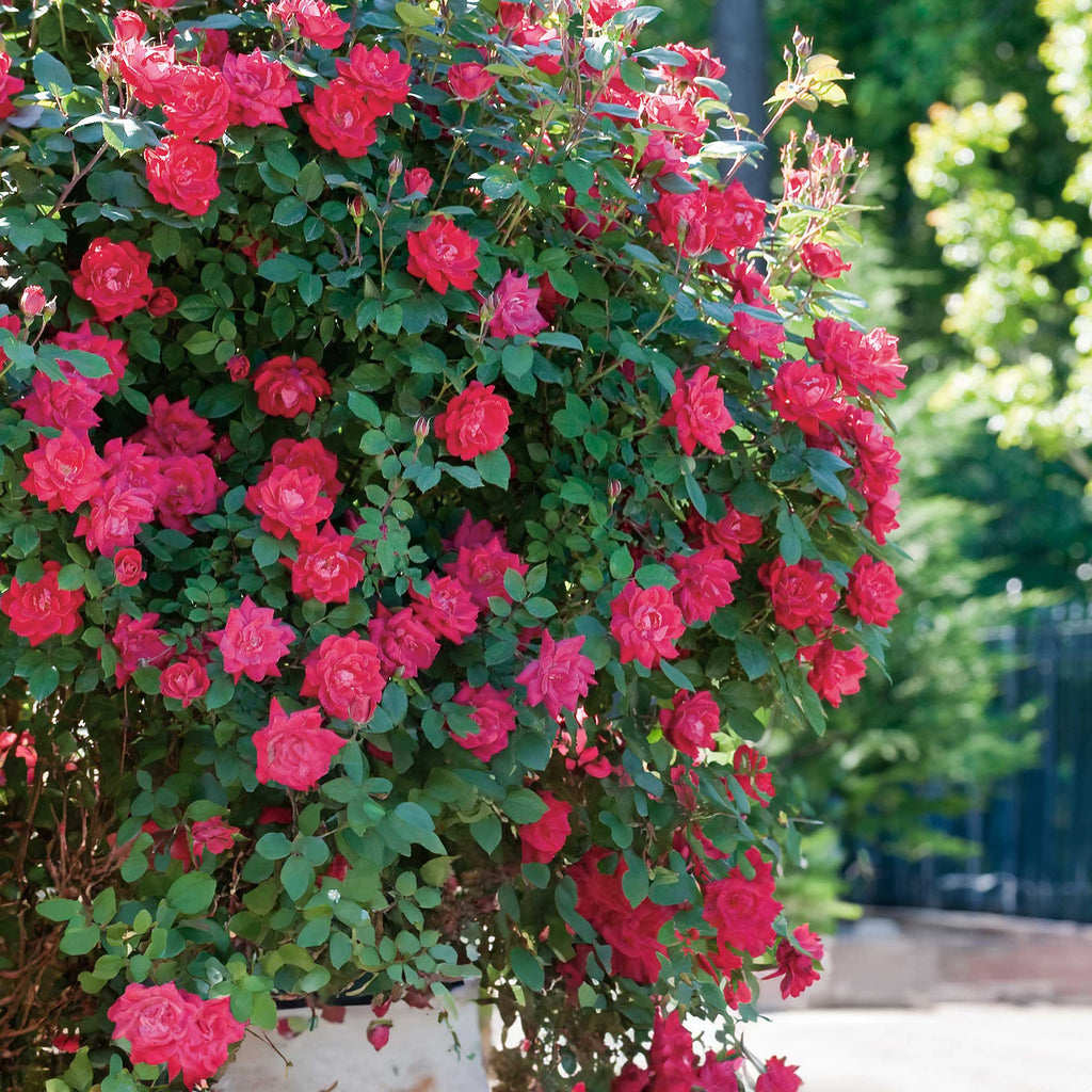 Double Knock Out  Rose