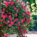 Double Knock Out  Rose