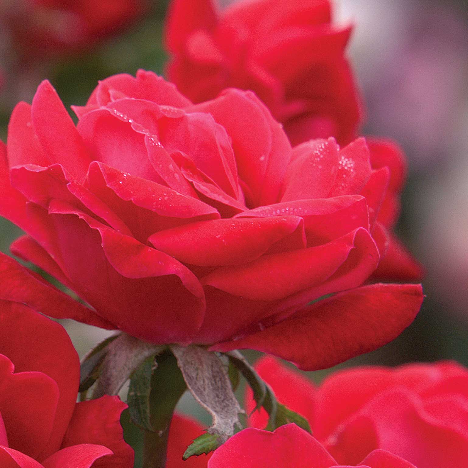 Double Knock Out  Rose