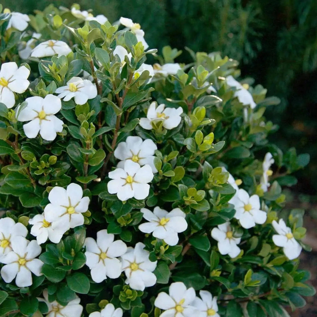 ScentAmazing Gardenia 1 review