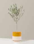 Olive Tree