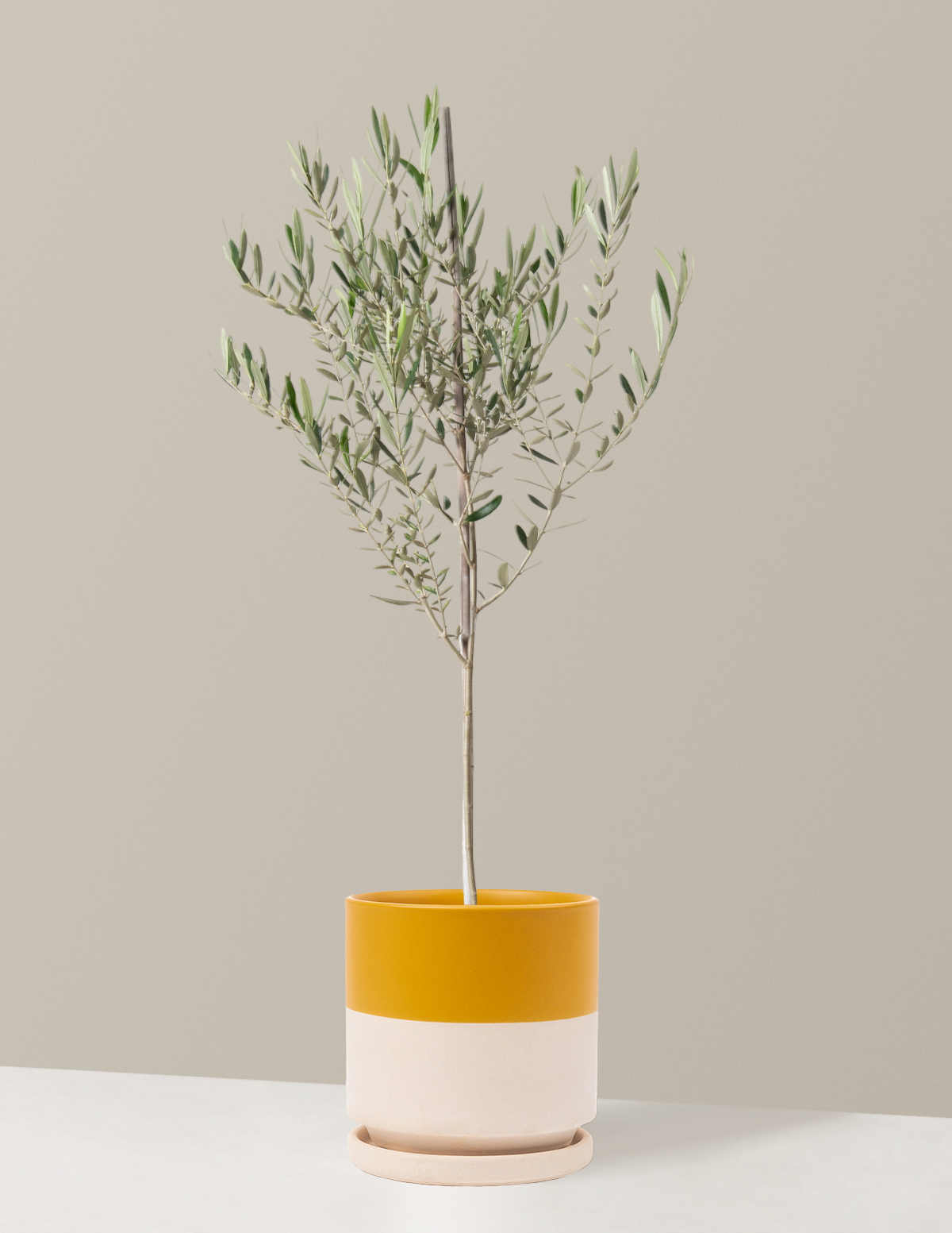 Olive Tree