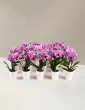 Mega Mini Orchid Party Pack, 20
