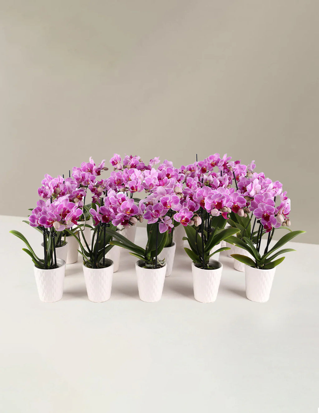 Mega Mini Orchid Party Pack, 20