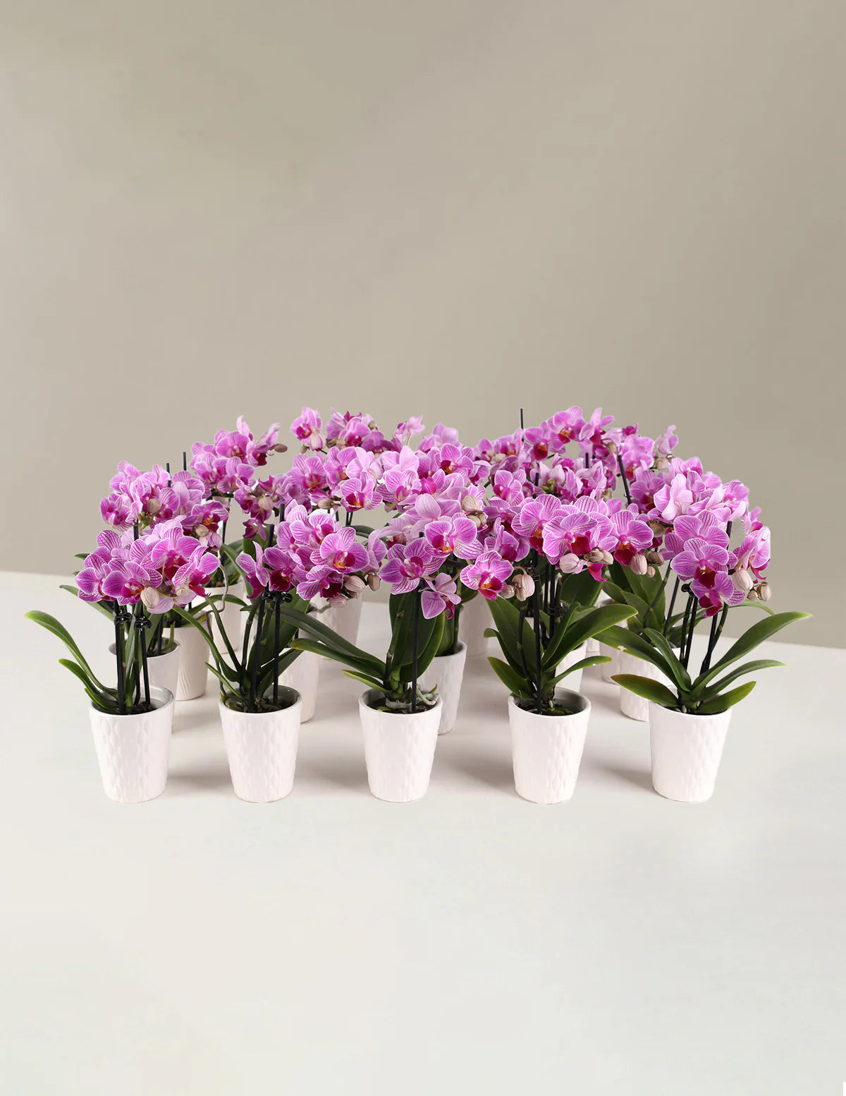 Mega Mini Orchid Party Pack, 20