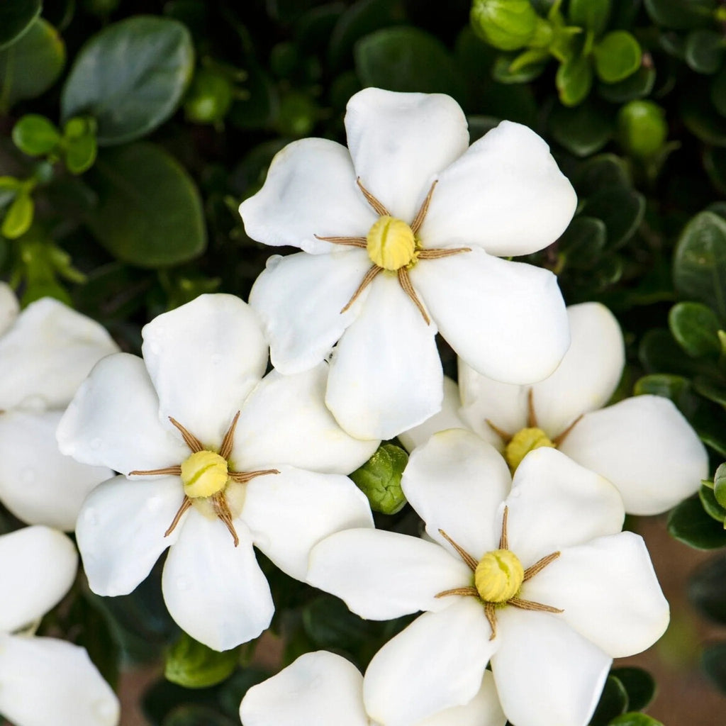 ScentAmazing Gardenia 1 review