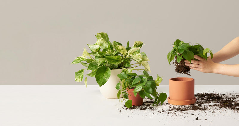Happy Birthday Pothos Marble Queen