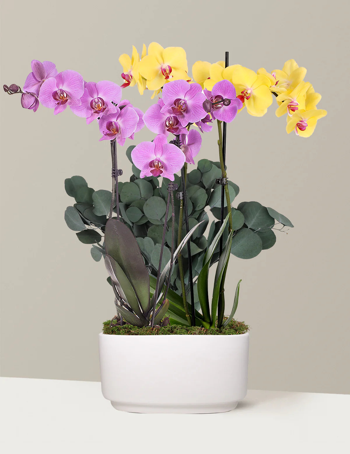 Large Double Bi-Color Orchid
