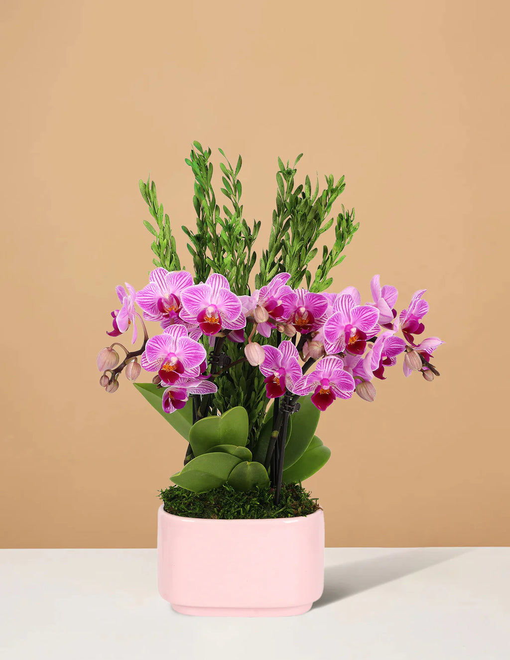 Small Double Orchid