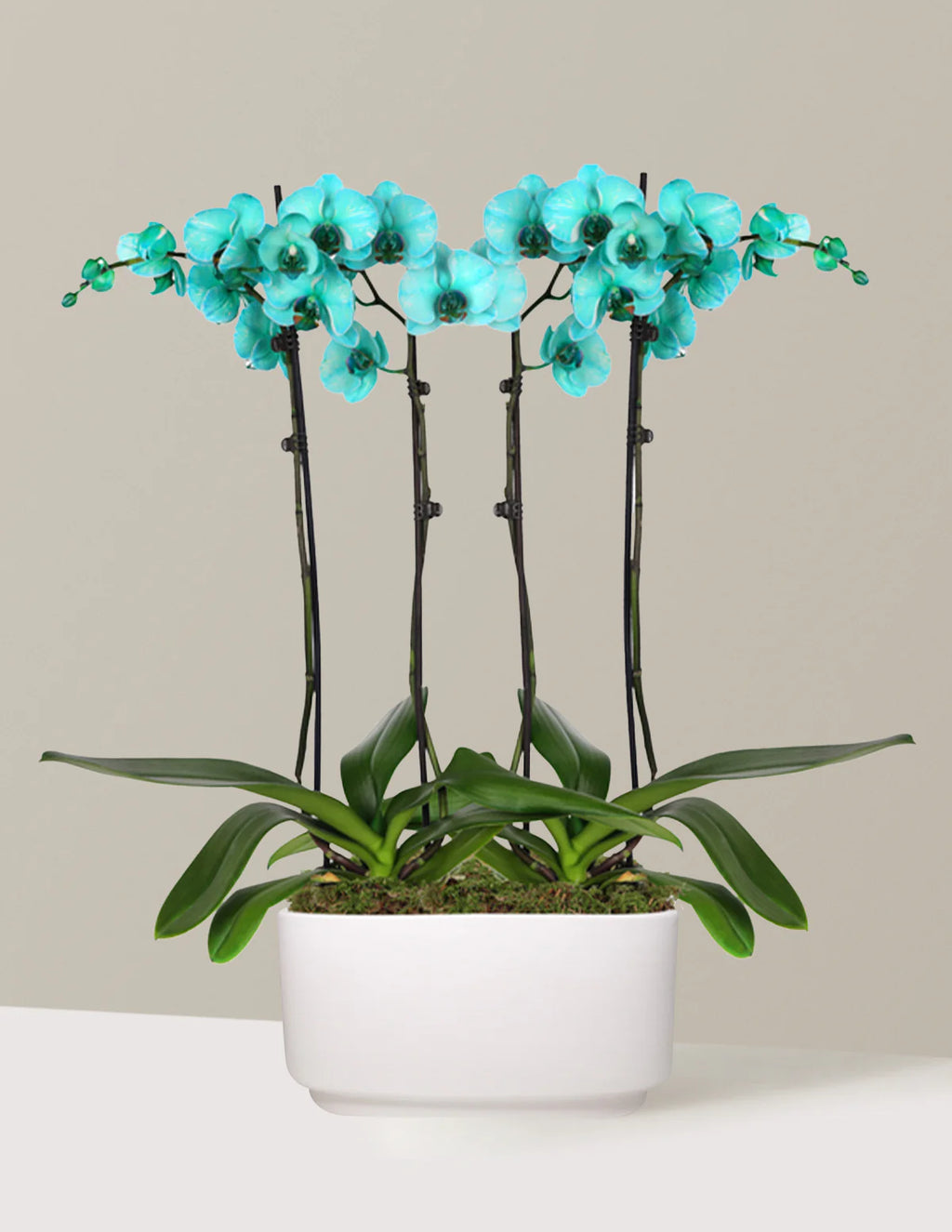 Turquoise Watercolor Double Orchid