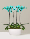 Turquoise Watercolor Double Orchid