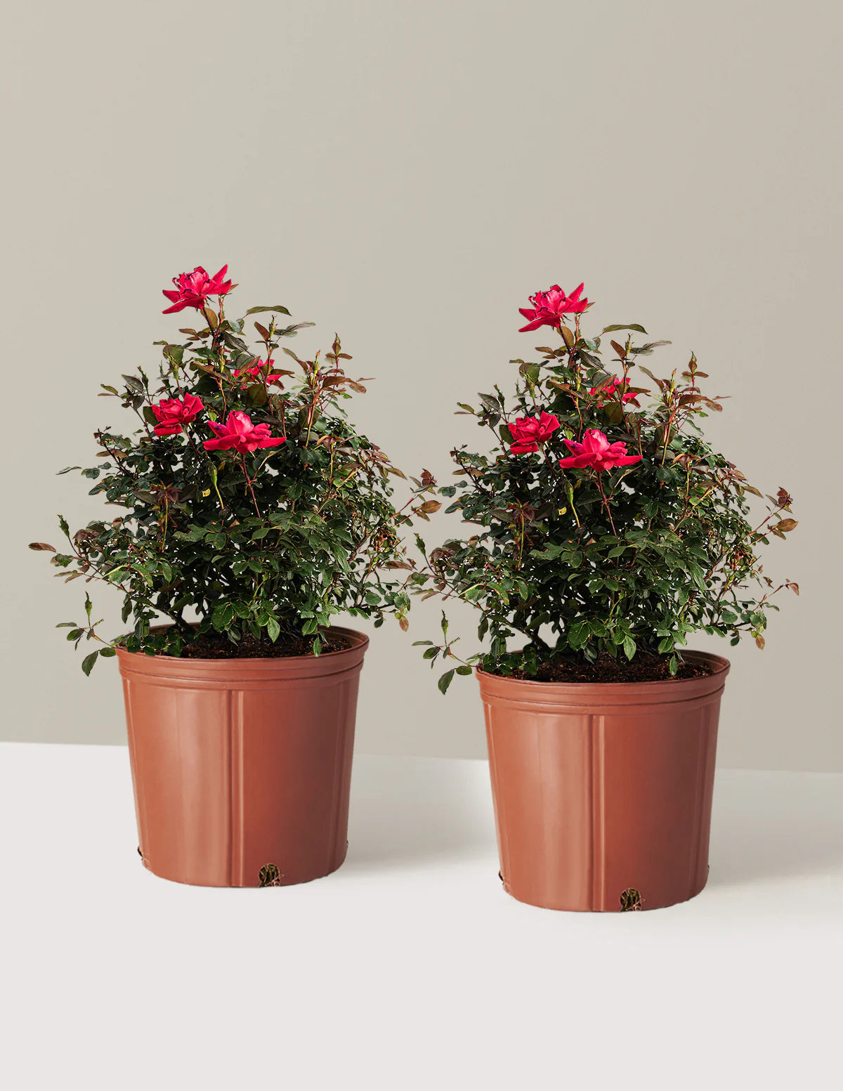 Double Knock Out  Rose