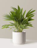 Fan Palm