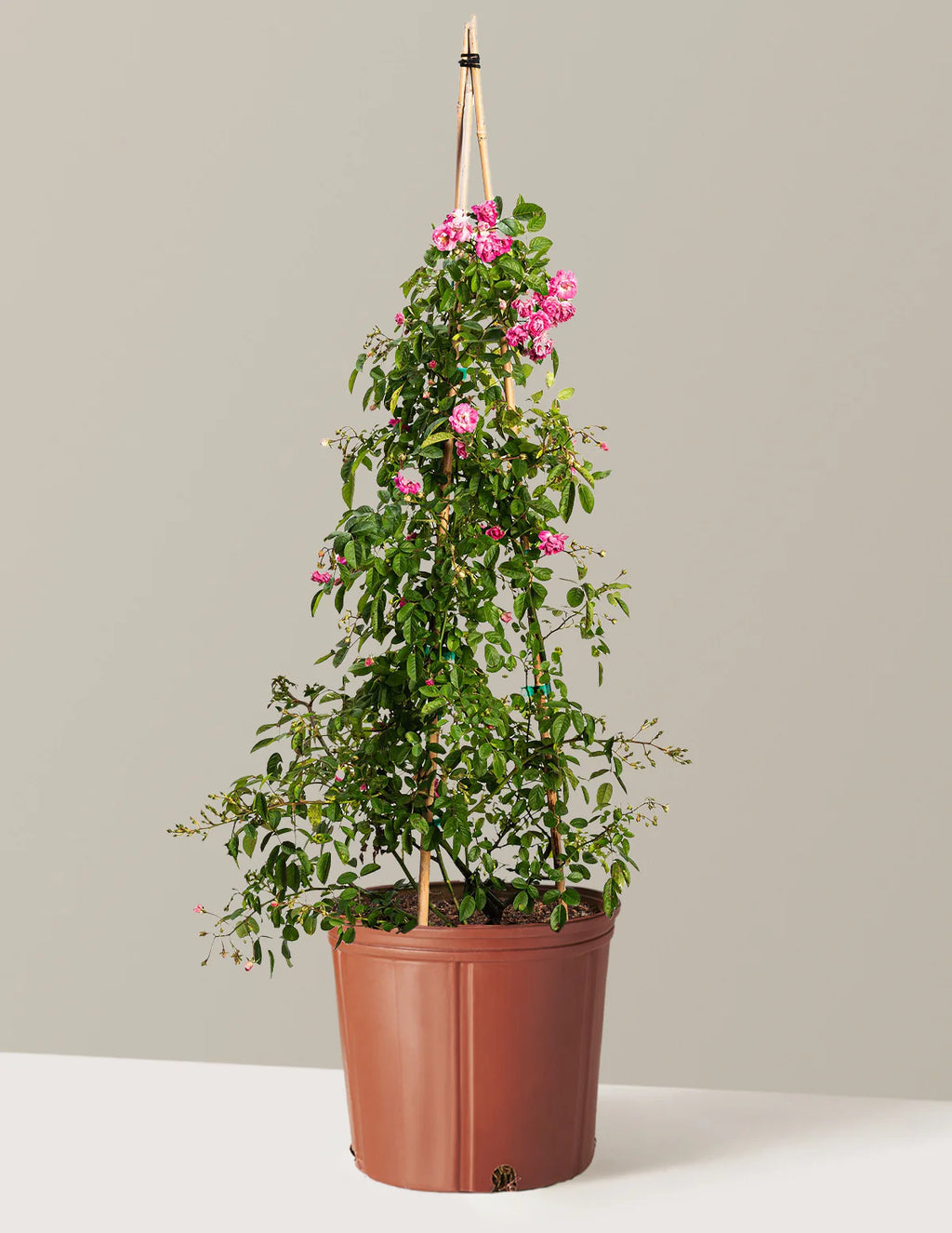 Peggy Martin Climbing Rose
