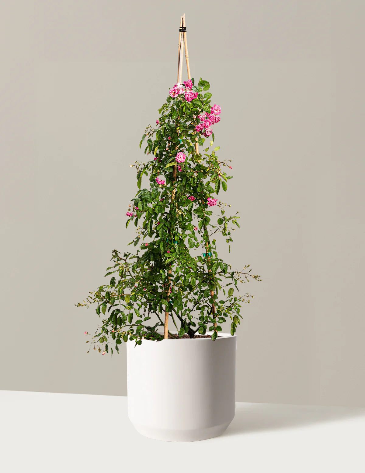 Peggy Martin Climbing Rose