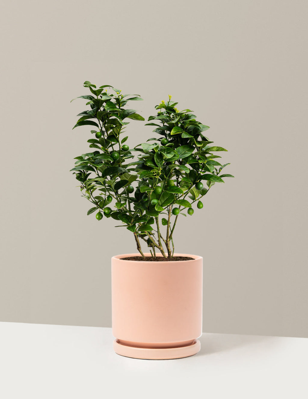Key Lime Bush