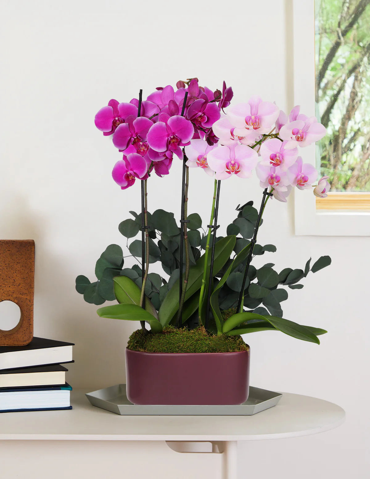 Large Double Bi-Color Orchid