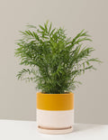 Parlor Palm